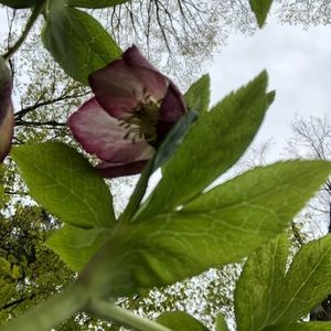 Meet your Posher, Deborah